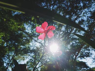 A red flower. 